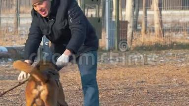 一只受过训练的德国牧羊犬在教练手里咬着棍子-在户外训练